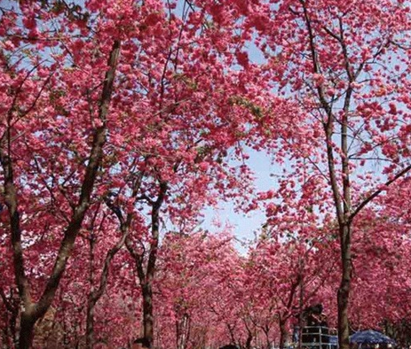 昆明圆通山入选国内十大热门赏樱景区 全国排