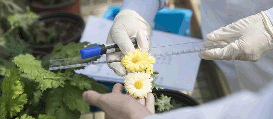 中国率先完成菊花全基因组测序工作
