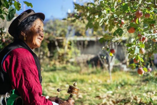 四川甘孜乡城，藏族老奶奶每天都来照看苹果树。