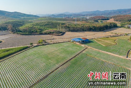 熊杰夫妇承包了341亩地种植小花糯玉米 熊杰夫妇承包了341亩地种植小花糯玉米