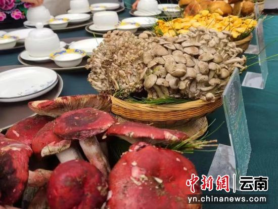 图为发布会现场展示的特色菌子品种。 季文杰 摄 图为发布会现场展示的特色菌子品种。 季文杰 摄