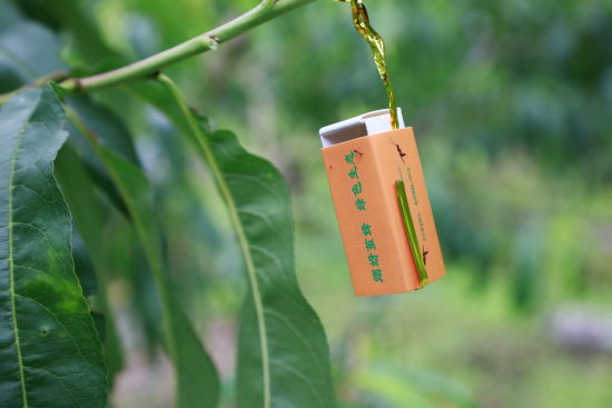 推广蚜茧蜂防治蚜虫绿色防控技术。图/李姝锦 推广蚜茧蜂防治蚜虫绿色防控技术。图/李姝锦