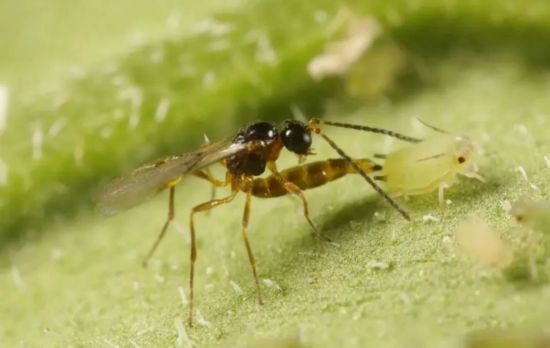 烟蚜茧蜂寄生蚜虫