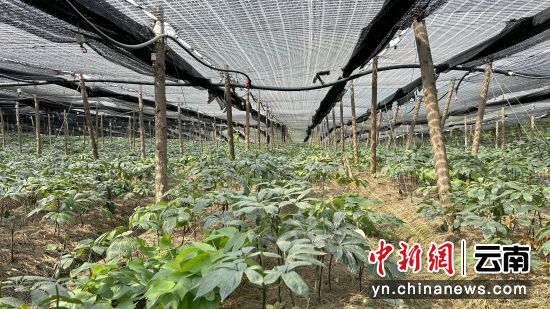董怀青的三七种植大棚 陈徯元 摄 董怀青的三七种植大棚 陈徯元 摄
