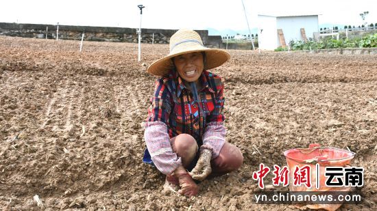 图为村民流转合作社土地种下烟后大蒜。吴小龙 摄 图为村民流转合作社土地种下烟后大蒜。吴小龙 摄