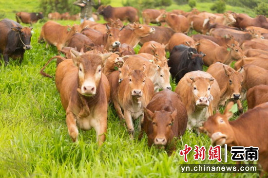 (图为广南县高峰牛) (图为广南县高峰牛)