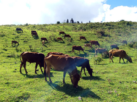 蓝入夜云，草天上，牛群遍家。