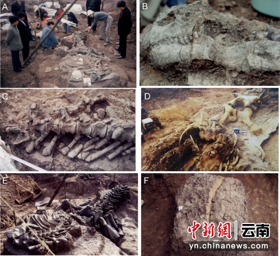 中国最古老恐龙胚胎蛋窝研究揭示恐龙蛋起源